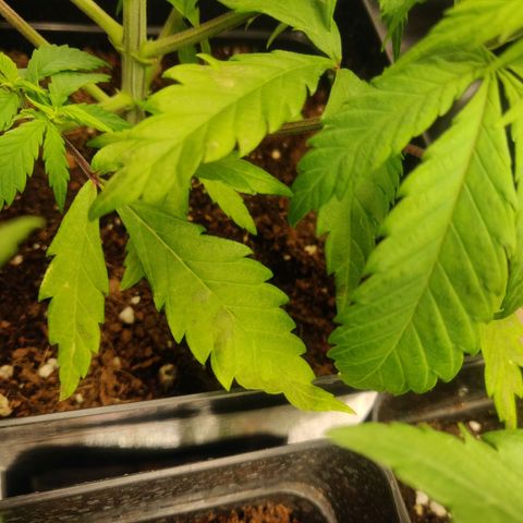 Amnesia Haze (Done) growlog photo: Vermutlich Nährstoffebrand/zu viel Dünger 