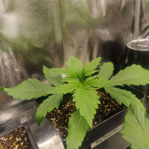 Blue Dream Matic (Done) growlog timeline photo