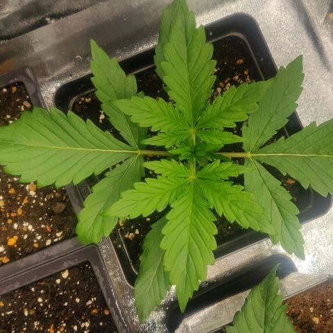 Blue Dream Matic (Done) growlog timeline photo