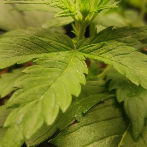 Dark Devil Auto (Done) growlog timeline photo