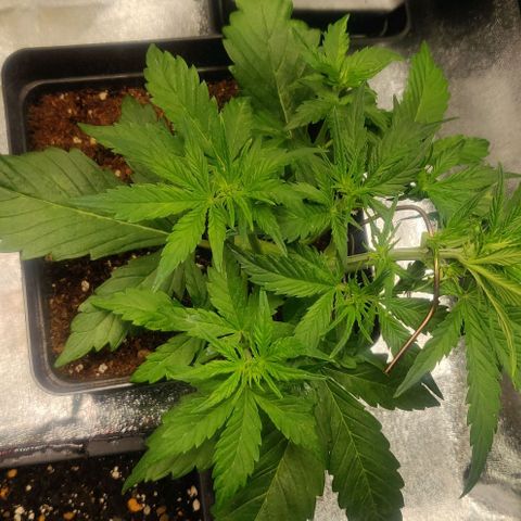 Dark Devil Auto (Done) growlog timeline photo