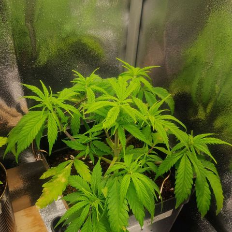 Amnesia Haze (Done) growlog timeline photo