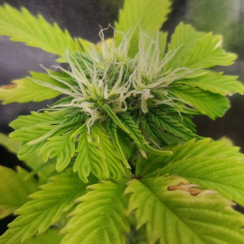 Pink Rozay Automatic (Done) growlog timeline photo
