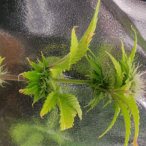 Pink Rozay Automatic (Done) growlog timeline photo