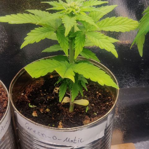 Green-O-Matic (Done) growlog timeline photo
