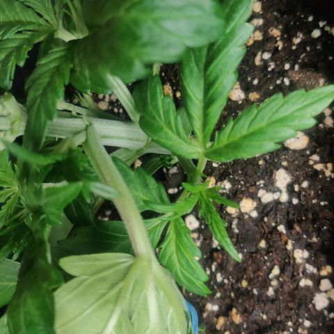 Blue Dream Matic (Done) growlog timeline photo