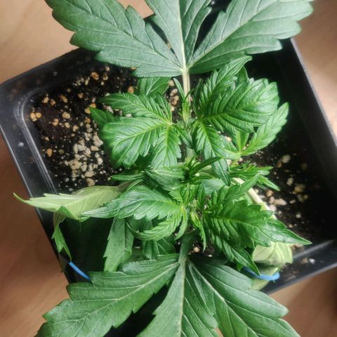 Blue Dream Matic (Done) growlog timeline photo