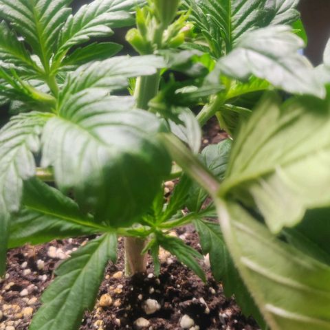 Blue Dream Matic (Done) growlog timeline photo