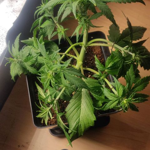 Dark Devil Auto (Done) growlog timeline photo
