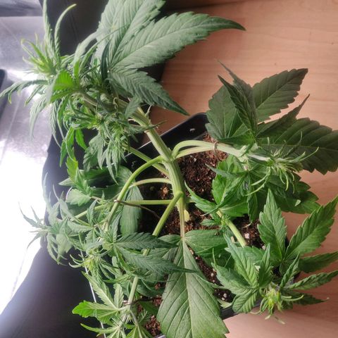 Dark Devil Auto (Done) growlog timeline photo