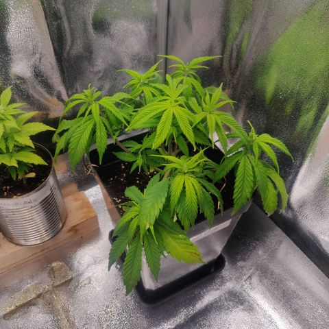 Amnesia Haze (Done) growlog photo: Hat nach Entfernung der kaputten Blätter, wieder Nährstoffmangel gezeigt, trotz flushing, es war also keine Überdosis an Nährstoffe, skndern entweder Überwasserung, oder zu wenig Phosphor. Daher heute nur mit biobizz bloom Hälfte der dosis (~2ml auf 500) gegeben, da dies am meisten Phosphor enthält. (Rote Stängelfarbe) in der Regel Grün, bei ausreichender Nährstoffversorgung.