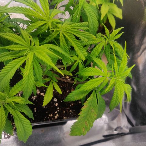 Amnesia Haze (Done) growlog timeline photo
