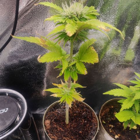 Pink Rozay Automatic (Done) growlog photo: Gewinnt nach Düngung wieder etwas an farbe zurück und die Brände haben aufgehört 