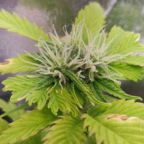 Pink Rozay Automatic (Done) growlog photo: Gewinnt nach Düngung wieder etwas an farbe zurück und die Brände haben aufgehört 