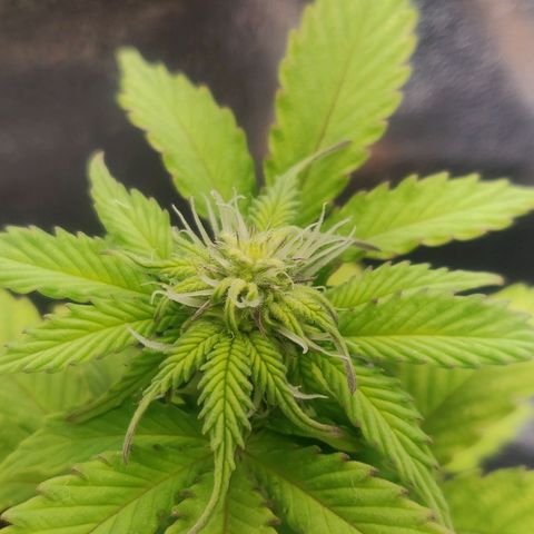 Green-O-Matic (Done) growlog timeline photo