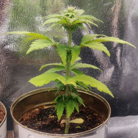 Green-O-Matic (Done) growlog timeline photo