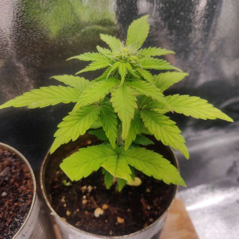 Green-O-Matic (Done) growlog timeline photo