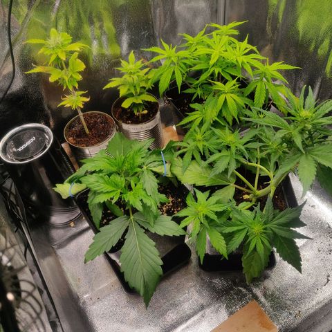 Dark Devil Auto (Done) growlog timeline photo