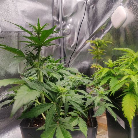 Dark Devil Auto (Done) growlog timeline photo