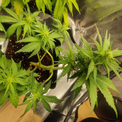 Dark Devil Auto (Done) growlog timeline photo