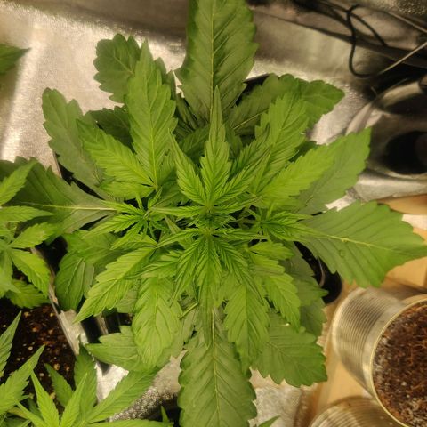Blue Dream Matic (Done) growlog timeline photo