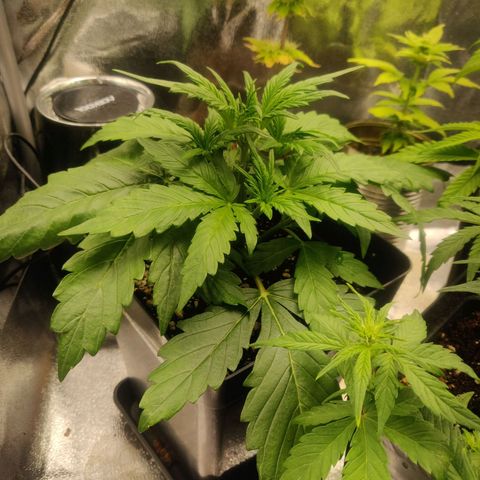 Blue Dream Matic (Done) growlog timeline photo