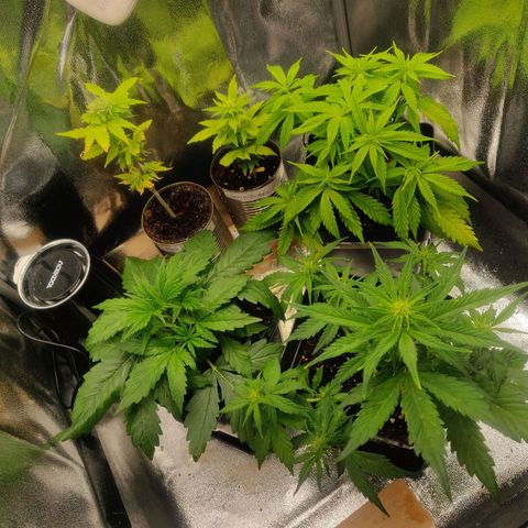 Amnesia Haze (Done) growlog timeline photo