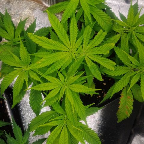 Amnesia Haze (Done) growlog timeline photo