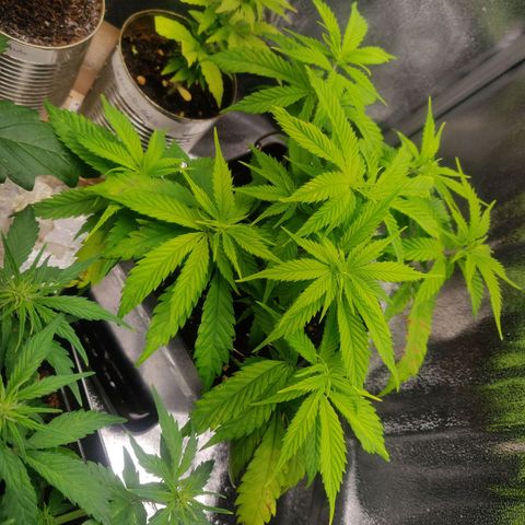 Amnesia Haze (Done) growlog timeline photo