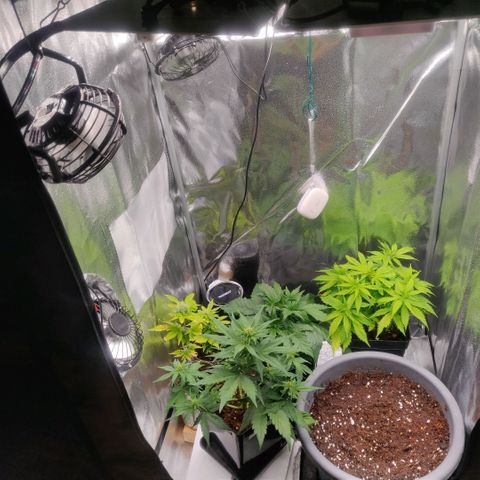 Dark Devil Auto (Done) growlog photo: Wird langsam voll dort drüben 😶
(Werte nach offener Tür)