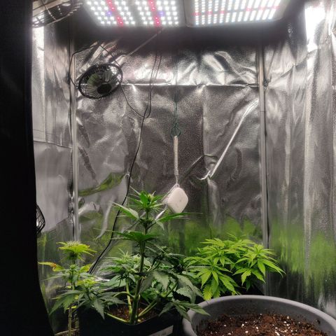 Dark Devil Auto (Done) growlog photo: Bald kommt vorne rechts die blueberry automatic rein :) 