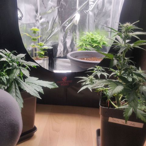 Dark Devil Auto (Done) growlog timeline photo