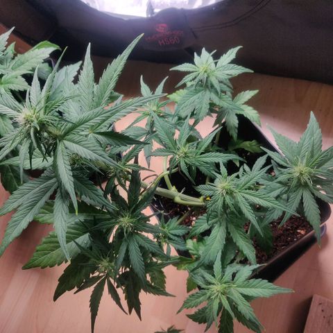 Dark Devil Auto (Done) growlog timeline photo