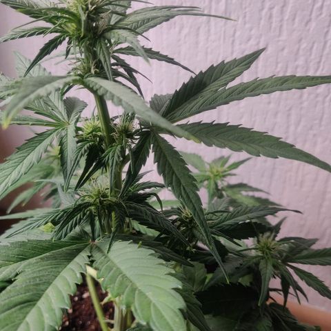 Dark Devil Auto (Done) growlog timeline photo