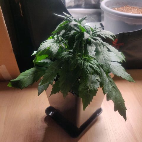 Blue Dream Matic (Done) growlog timeline photo