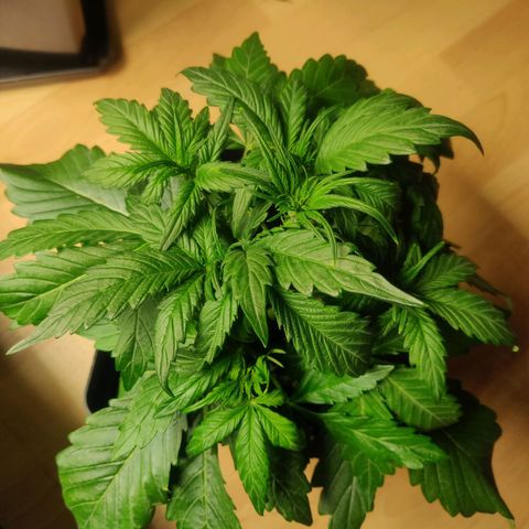 Blue Dream Matic (Done) growlog timeline photo
