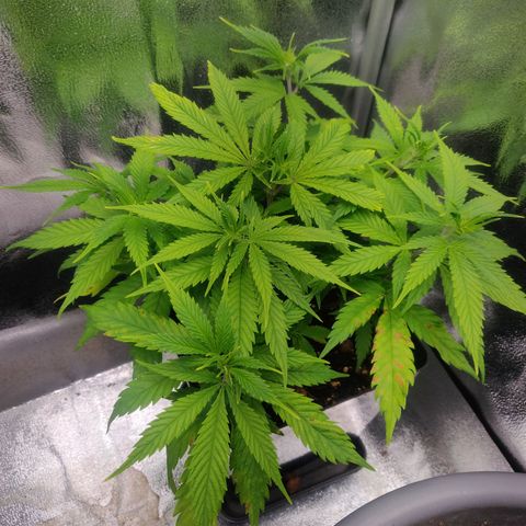 Amnesia Haze (Done) growlog timeline photo