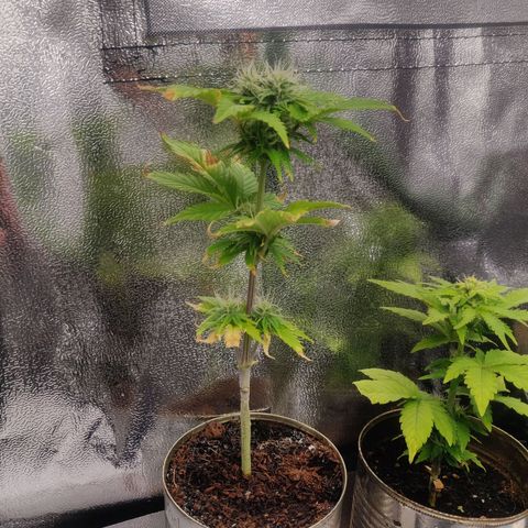 Pink Rozay Automatic (Done) growlog timeline photo