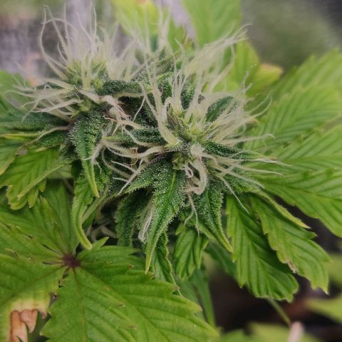 Pink Rozay Automatic (Done) growlog timeline photo