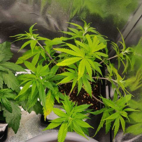 Amnesia Haze (Done) growlog timeline photo