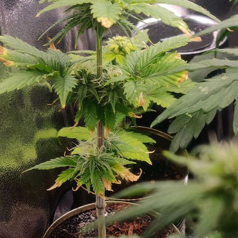 Pink Rozay Automatic (Done) growlog timeline photo