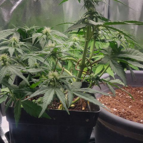 Dark Devil Auto (Done) growlog photo: SllThe Stretch is Happening Brooo 😍