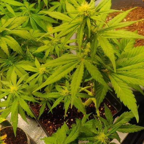 Dark Devil Auto (Done) growlog photo: SllThe Stretch is Happening Brooo 😍