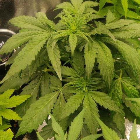 Blue Dream Matic (Done) growlog timeline photo