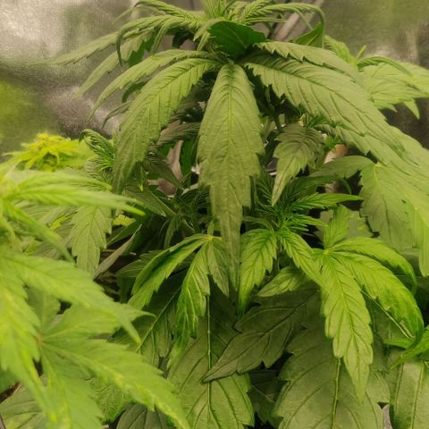 Blue Dream Matic (Done) growlog timeline photo