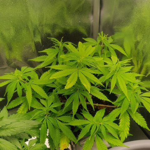 Amnesia Haze (Done) growlog photo: Sie hat sich nach etwas weniger gießen und etwas zugabe von Phosphor und Kalium wieder gebessert und ist nicht mehr hellgrün, vielleicht konnten die Wurzeln jetzt wieder Sauerstoff aufnehmen durch weniger gießen 