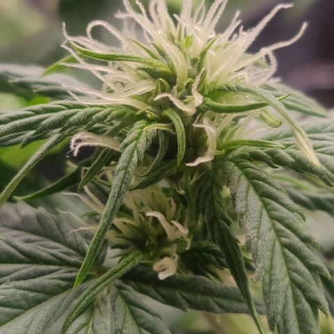Dark Devil Auto (Done) growlog timeline photo