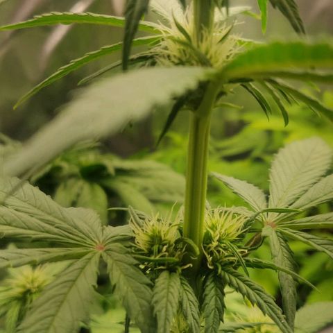 Dark Devil Auto (Done) growlog timeline photo