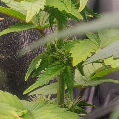 Green-O-Matic (Done) growlog timeline photo