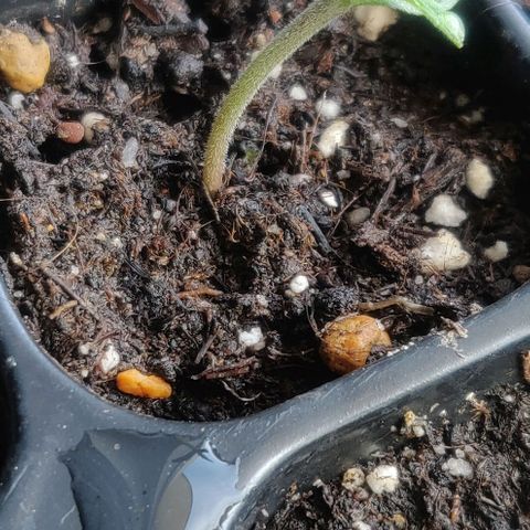 Blueberry Automatic (Done) growlog timeline photo